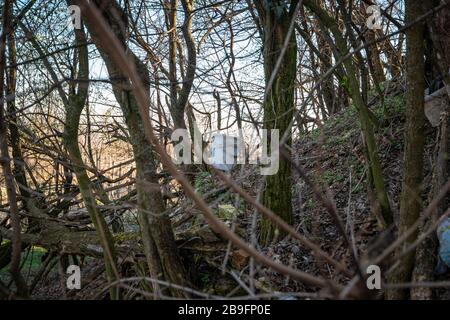 Eimer und anderer Müll in der Natur Stockfoto