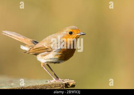 Robin, der im Frühling Sonnenschein im mittleren Wales macht Stockfoto