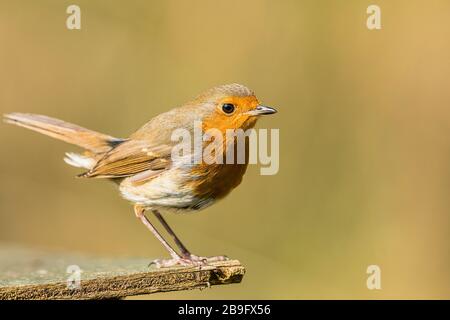 Robin, der im Frühling Sonnenschein im mittleren Wales macht Stockfoto