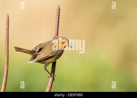 Robin, der im Frühling Sonnenschein im mittleren Wales macht Stockfoto