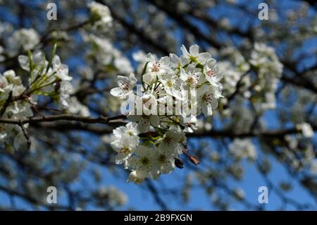 Blumen eines blühenden Birtenbaums Stockfoto