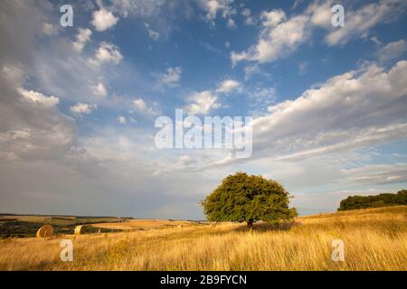 Ein einsamer Weißdornbaum und trockene Gräser auf dem Ebsbury Hill in der Nähe des Dorfes Stapleford im Wylye Valley, Wiltshire. Stockfoto