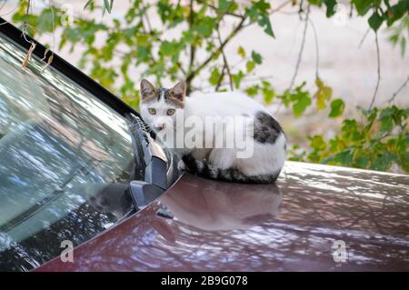 Weiße Katze in einem Burgunderwagen jagt Vögel Stockfoto