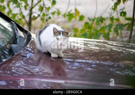 Weiße Katze in einem Burgunderwagen jagt Vögel Stockfoto