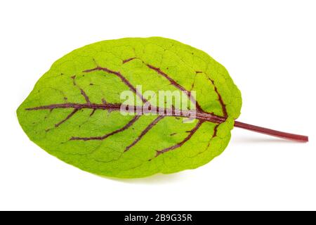 Rote-Veilchen-Saurel isoliert auf weißem Hintergrund Stockfoto
