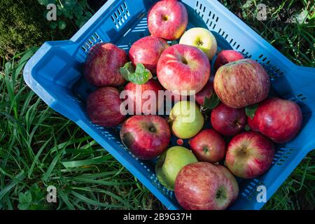 Frisch geerntete rote Äpfel in Kiste Stockfoto