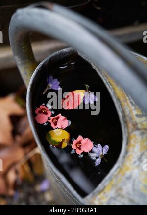 Blumenblätter, die in der Gießkanne auf Wasser schweben Stockfoto