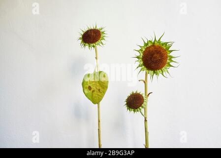 Grüne Sonnenblumen vor weißem Hintergrund Stockfoto