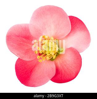 Chaenomeles speciosa Blume isoliert auf weißem Hintergrund Stockfoto