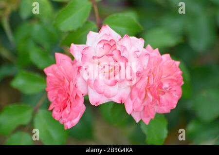 Red Rose Blume Nahaufnahme. Rosa "Double Delight' Stockfoto