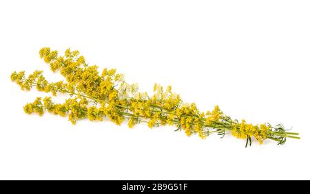 Lady's Labkraut Blumen (Galium Verum) isoliert auf weiss Stockfoto