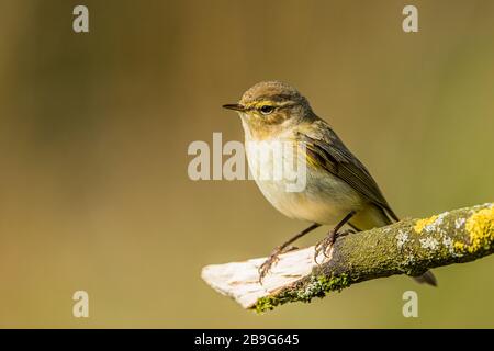 Willow Wardler, der im Frühling Sonnenschein in Mittelwales erging Stockfoto