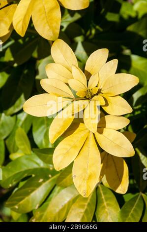 Mexican Orange, Choisya ternata 'Sundanz'. Stockfoto