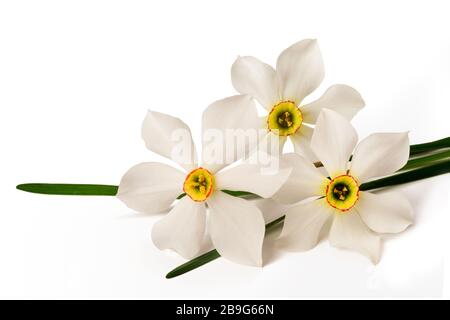 Weiße Narzissen (Narcissus poeticus) auf weißem Hintergrund Stockfoto