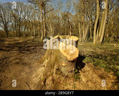 Waldlandschaft mit gesägten Baumstumpf im Vordergrund, surrey, England, Vereinigtes Königreich, Europa Stockfoto