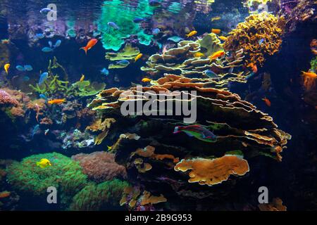 Wundervolle UnterwasserNatur mit bunten Fischen Stockfoto