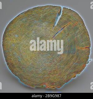 Scheibenfundament Haufen von Schielandshuis, Bruchstück Holzbauteil Holz-Kiefernholz 23,2 w 4,2 Scheibe Fundamentpfahl von der Gründung des Schiedeland-Hauses. Grenen Rotterdam-Stadscentrum Stadsdriehoek Schielandshuis bouw als Probe zur Erforschung der Gründung der Schielandshuis in der Südwestecke unter dem Grundwasserspiegel genommen Stockfoto