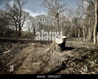 Waldlandschaft mit gesägten Baumstumpf im Vordergrund, surrey, England, Vereinigtes Königreich, Europa Stockfoto