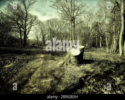 Waldlandschaft mit gesägten Baumstumpf im Vordergrund, surrey, England, Vereinigtes Königreich, Europa Stockfoto