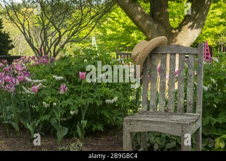 Frühlings-Tulpen & blutende Herzen neben rustikalem Holzstuhl im Garten Boylslton, Ma Stockfoto