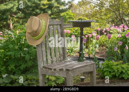 Frühlings-Tulpen & blutende Herzen neben rustikalem Holzstuhl im Garten Boylslton, Ma Stockfoto