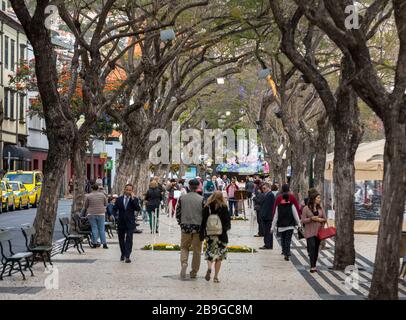 Funchal, Madeira, Portugal - 19. April 2018: Jacaranda-Bäume entlang der Avenida Arriaga einer der beliebtesten Orte für Spaziergänge in Funchal auf Madeira, Stockfoto