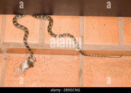 Jararaca-mouth-of-Kröte, Bothrops neuwiedii, Miranda, Mato Grosso do Sul, Brasilien Stockfoto