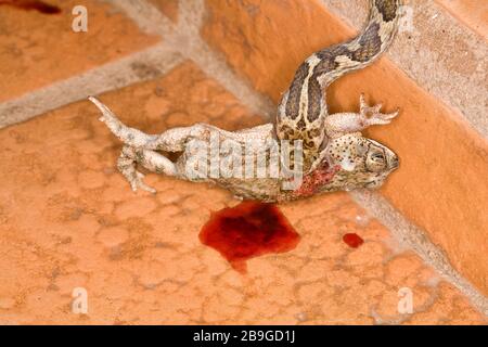 Jararaca-mouth-of-Kröte, Bothrops neuwiedii, Miranda, Mato Grosso do Sul, Brasilien Stockfoto