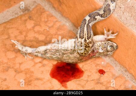 Jararaca-mouth-of-Kröte, Bothrops neuwiedii, Miranda, Mato Grosso do Sul, Brasilien Stockfoto