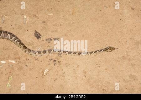 Jararaca-mouth-of-Kröte, Bothrops neuwiedii, Miranda, Mato Grosso do Sul, Brasilien Stockfoto