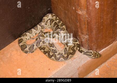 Jararaca-mouth-of-Kröte, Bothrops neuwiedii, Miranda, Mato Grosso do Sul, Brasilien Stockfoto