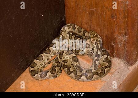 Jararaca-mouth-of-Kröte, Bothrops neuwiedii, Miranda, Mato Grosso do Sul, Brasilien Stockfoto