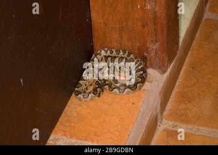 Jararaca-mouth-of-Kröte, Bothrops neuwiedii, Miranda, Mato Grosso do Sul, Brasilien Stockfoto