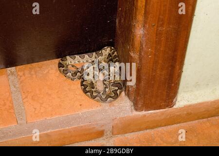 Jararaca-mouth-of-Kröte, Bothrops neuwiedii, Miranda, Mato Grosso do Sul, Brasilien Stockfoto