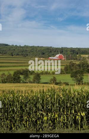 Die Sonne am Sommermorgen scheint über eine rote Scheune und Maisfelder, die in Reihen- und Kreismustern auf einem Hügel in Peacham, V., gepflanzt wurden Stockfoto