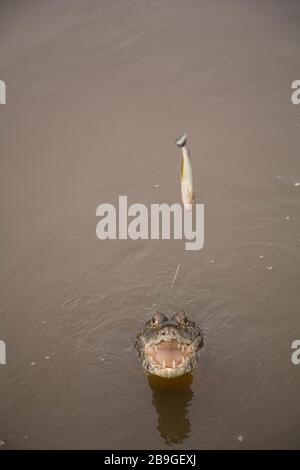 Alligator-Mitleid-swampland, Caimam crocodilus yacare, Miranda, Mato Grosso do Sul, Brasilien Stockfoto