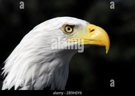 Eine extreme Nahaufnahme eines erstaunlichen wilden Weißkopfseeadlers vor einem dunklen Waldhintergrund. Stockfoto