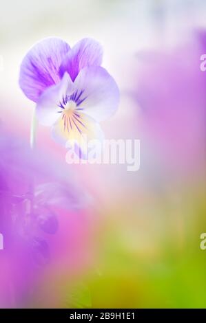 Violette Blume (Viola sp.). Selektiver Fokus und geringe Schärfentiefe. Stockfoto