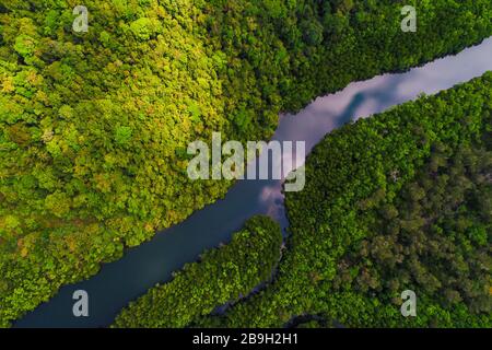 Fluss im tropischen Mangroven grüner Baumwald Luftbild Stockfoto