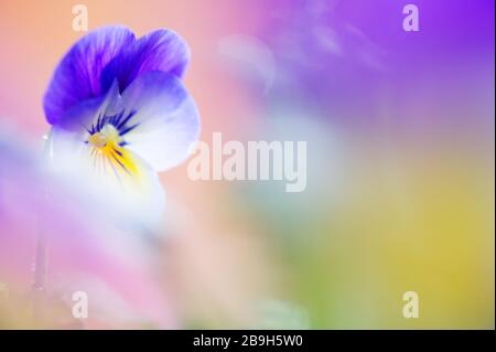 Violette Blume (Viola sp.). Selektiver Fokus und geringe Schärfentiefe. Stockfoto