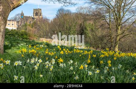 Frühlings-Narzissen im mährischen Kirchgarten in Baildon, West Yorkshire, Großbritannien Stockfoto