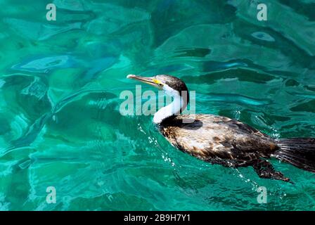 Ein wunderschönes Bild von einem Cormorant, der in kristallklarem Wasser der australischen Westküste schwimmt. Stockfoto