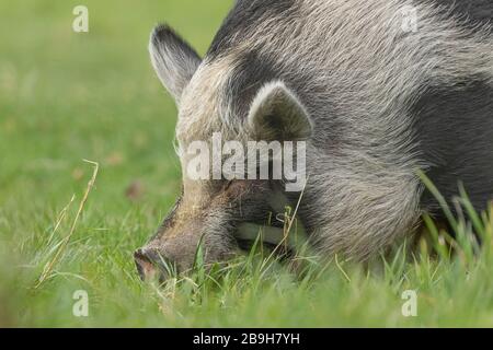 Ein schwarzes und weißes Schwein, das Gras isst. Stockfoto
