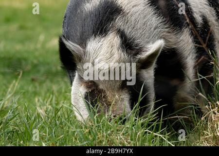 Ein schwarzes und weißes Schwein, das Gras isst. Stockfoto