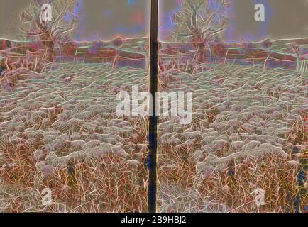 Wilde Blumen in Palästina. Bereich der wilden peppergrass chalepense (Lepidium L.). 1900 Stockfoto