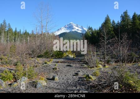 Mount Hood vom Ramona Falls Trail in der Nähe des Sandy River, Oregon, USA. Stockfoto