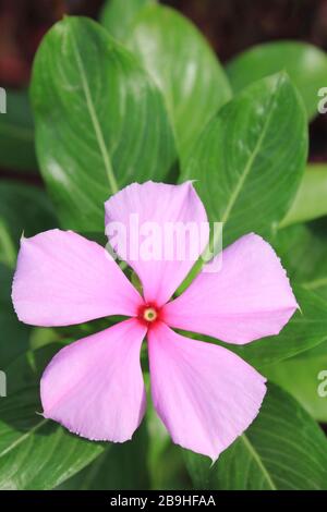 Madagaskar-Immergrün Catharanthus roseus Stockfoto