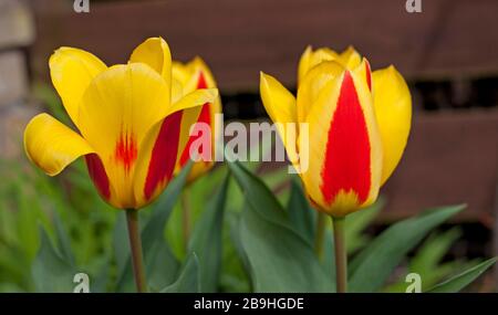 Stresa Tulips in der Blüte in Edinburgh, Schottland, Großbritannien. März 2020. Bild: Glühbirnen, die 2019 aus Keukenhof, Holland, Niederlande gekauft wurden. Die Veranstaltung Keukenhof wird wegen Coronavirus abgesagt. Jährlich, vom 21. März bis 10. Mai, gibt es normalerweise viele Attraktionen, Veranstaltungen und Aktivitäten rund um die Blüte von Frühlingsblumen wie Tulpen, Narzissen und Hyazinths in Holland. In diesem Jahr wird es nicht zu einer Blumenschau kommen. Am 14. März wurde eine Notverordnung der niederländischen Regierung in Kraft gesetzt, mit dem Ziel, die Ausbreitung des Coronavirus zu begrenzen. Stockfoto