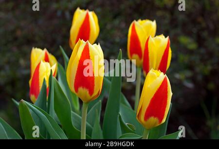 Stresa Tulips in der Blüte in Edinburgh, Schottland, Großbritannien. März 2020. Bild: Glühbirnen, die 2019 aus Keukenhof, Holland, Niederlande gekauft wurden. Die Veranstaltung Keukenhof wird wegen Coronavirus abgesagt. Jährlich, vom 21. März bis 10. Mai, gibt es normalerweise viele Attraktionen, Veranstaltungen und Aktivitäten rund um die Blüte von Frühlingsblumen wie Tulpen, Narzissen und Hyazinths in Holland. In diesem Jahr wird es nicht zu einer Blumenschau kommen. Am 14. März wurde eine Notverordnung der niederländischen Regierung in Kraft gesetzt, mit dem Ziel, die Ausbreitung des Coronavirus zu begrenzen. Stockfoto