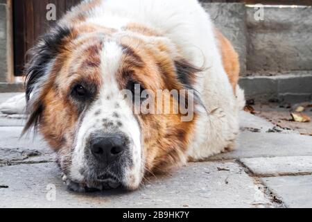 Porträt eines pensiven Hundes, der seinen Kopf auf den Pfoten ruht. Rasse Zentralasiatischer Hirte (Alabai) Stockfoto